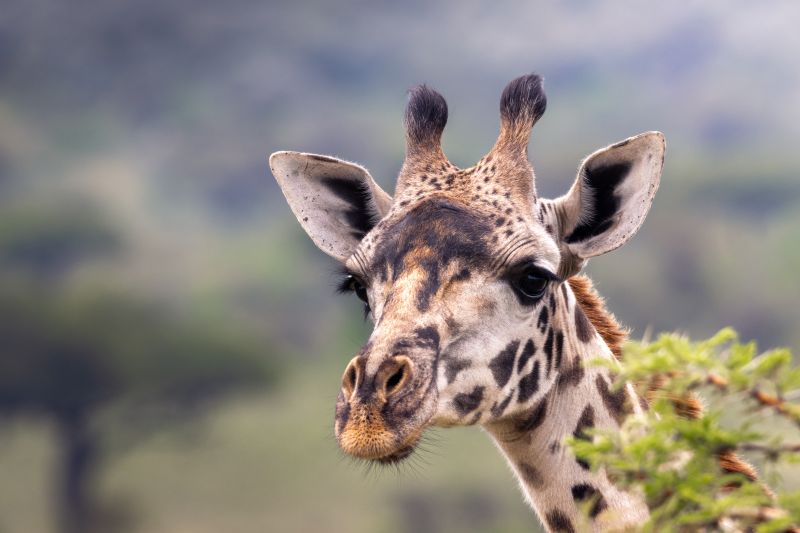 Giraffen Portrait